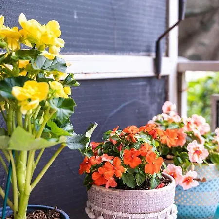 Lilly's House * 볼로스