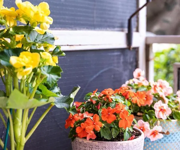 Lilly's House * Βόλος